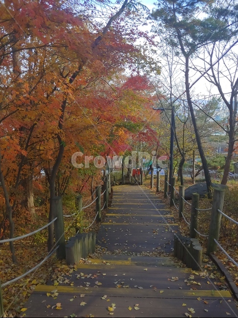 plant,식물,tree,나무,공원,계단,단풍,낙엽,가을,자연