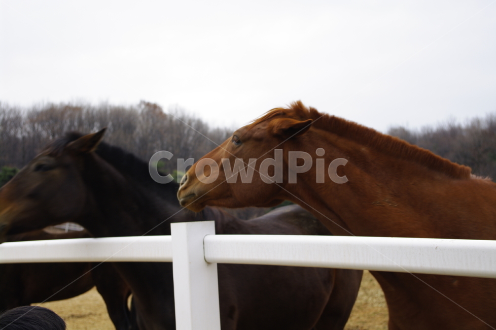 목장,말,종마,동물,말목장,동물,animal,포유류,mammal,산업,industry,industrial,목축업,목장,livestock farming,ranching,pasture