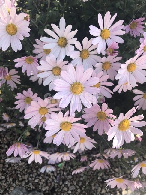 가을,가을꽃,꽃,구절초,분홍구절초,식물,자연,plants,nature,꽃,flower