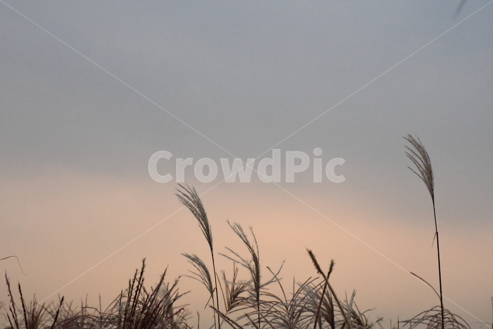 갈대,reed,하늘공원,가을,노을,해질녘,분위기,가을,계절,fall,autumn,season