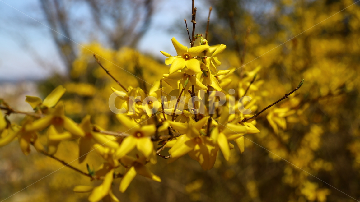 4월,봄,벚꽃,개나리,꽃,봄,계절,spring,season,식물,자연,plants,nature,꽃,flower,plant,blossom,petal,꽃잎