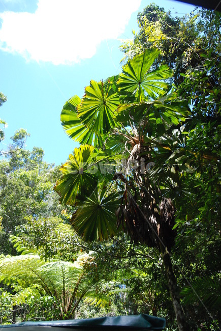 plant,식물,자연,nature,rainforest,열대우림,초목,나무,jungle,밀림,자연,풍경,nature,landscape