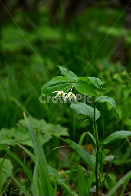 애기나리,야생화,꽃,식물,자연,생태,플라워,flower,plants,nature,식물,자연,plants,nature,꽃,flower