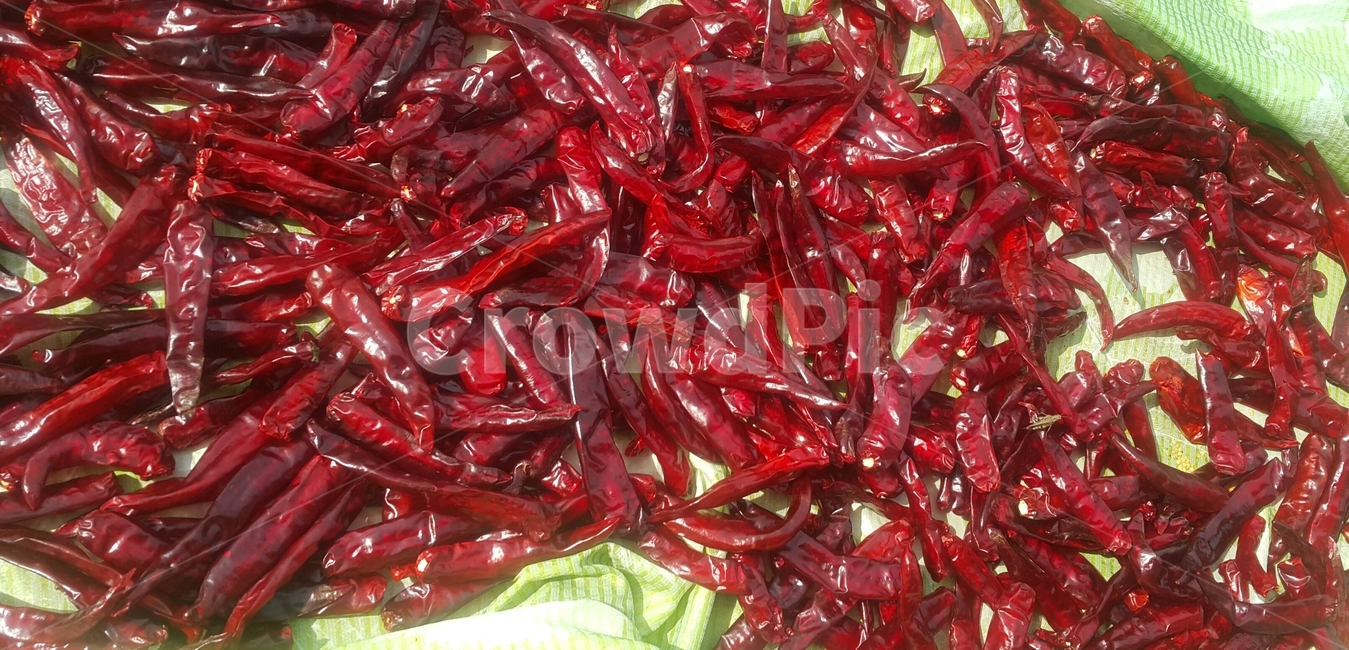 고추,홍고추,고추말리기,가을,작물,빨간색,농사,food,plant