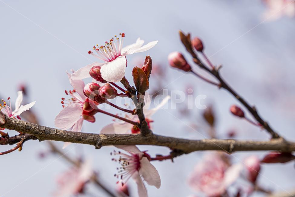 벚꽃,꽃,flower,blossom,cherryblossom,식물,plant,봄,확대,핑크,화이트,햇빛,빛,나무,분홍,closeup,cherry,bloom,spring,pink,tree,branch,식물,자연,plants,nature,꽃,flower