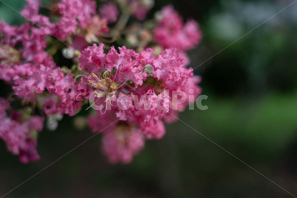 꽃,flower,식물,botanical,nature