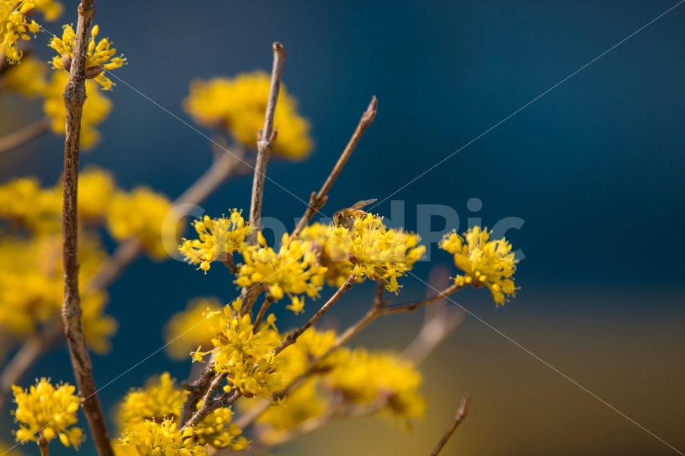 풍경,구례,산수유,잔연,꽃,플라워,일상,스냅,감성,봄,봄,계절,spring,season,식물,자연,plants,nature,꽃,flower,동물,animal,곤충,벌레,insect,bug,색깔,색상,색채,색감,color sense,color sensitivity,feeling of color,plant