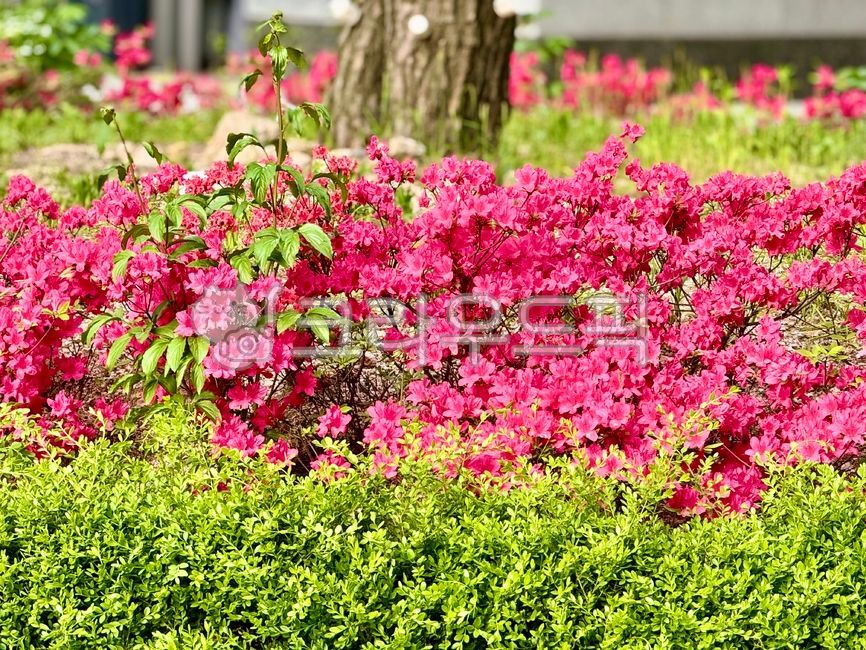 flower,꽃,영산홍,봄,꽃잎,petal,잎,leaf,풀잎,식물,plant,spring,자연,nature