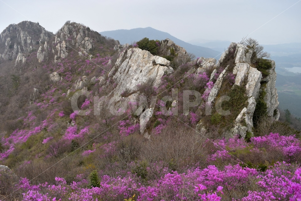 주작산,덕룡산,진달래,풍경,기암,바위,비경,봄풍경,분홍색,진달래꽃,강진,명산,산행,등산,마운틴,자연,풍경,nature,landscape,봄,계절,spring,season,outdoors,옥외,plant,식물