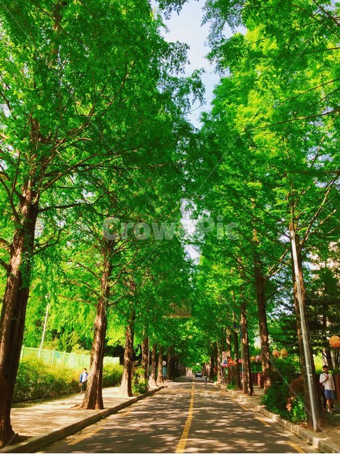 자연,나무,식물,garden,여름