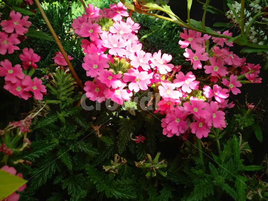 버베나,verbena,식물,빨간색꽃,일년초,식물,자연,plants,nature,꽃,flower