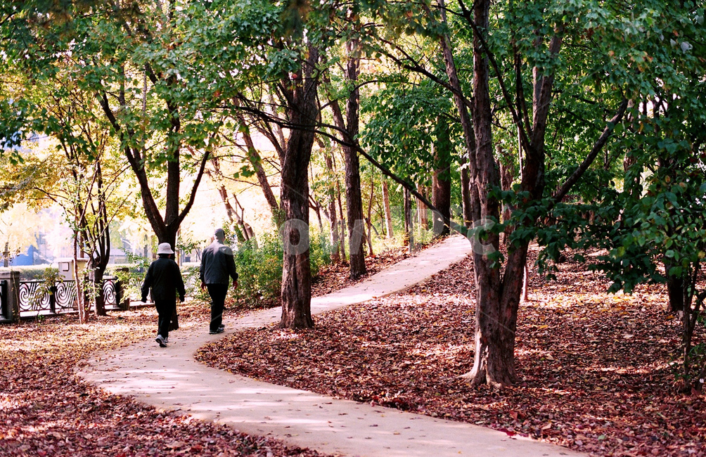 가족,식구,person,사람,human,인간,tree,나무,plant,식물,treetrunk,나무줄기,부모님,사랑,인생,가을,계절,fall,autumn,season,사람,인물,인간,human,person,연인,커플,사랑,lover,couple,tree trunk,나무 줄기
