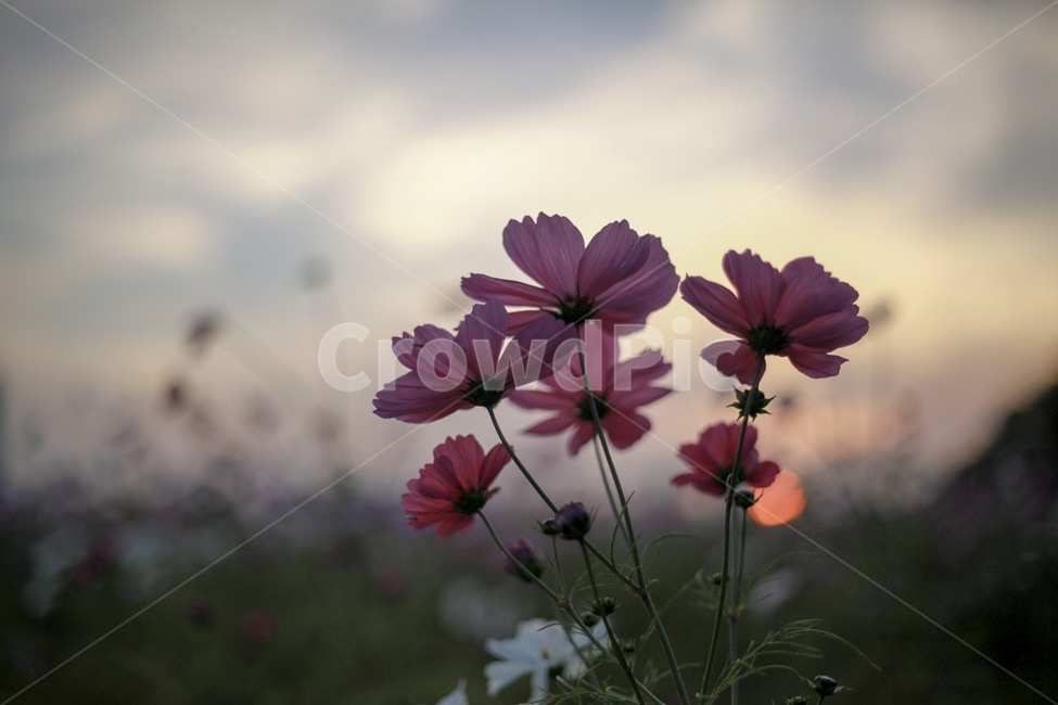 코스모스,꽃,꽃잎,식물,자연,나무,풍경,노을,하늘,구름,해,빛,가을,계절,fall,autumn,season,식물,자연,plants,nature,꽃,flower,plant,geranium,제라늄,blossom