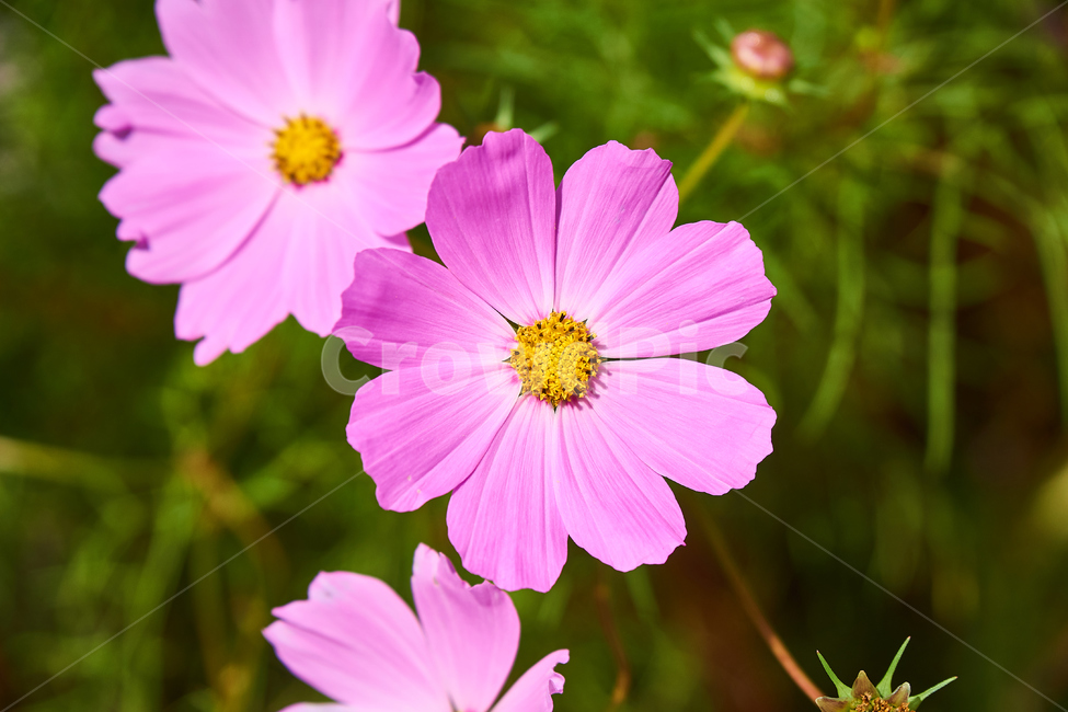 분홍,감성,식물,핑크,코스모스,꽃,접사,colorful,flower,cosmos,가을,힐링,season,감성사진,꽃잎,화사,색깔,autumn,계절,색채,색감,추억,식물,자연,plants,nature,꽃,flower