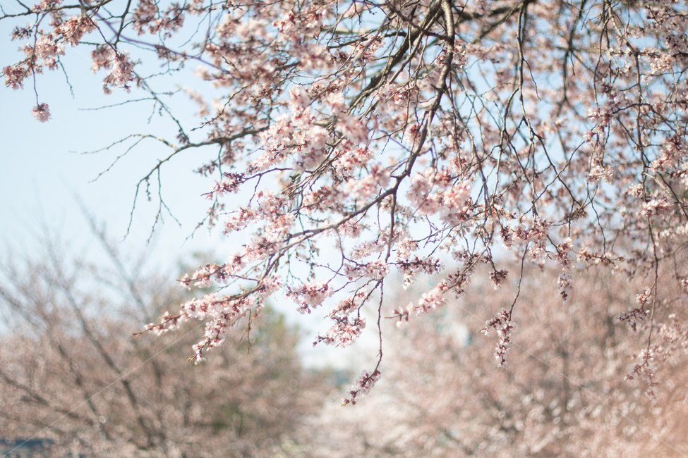 봄,벚꽃,꽃샘추위,한강,벚꽃축제,spring,cherryblosom