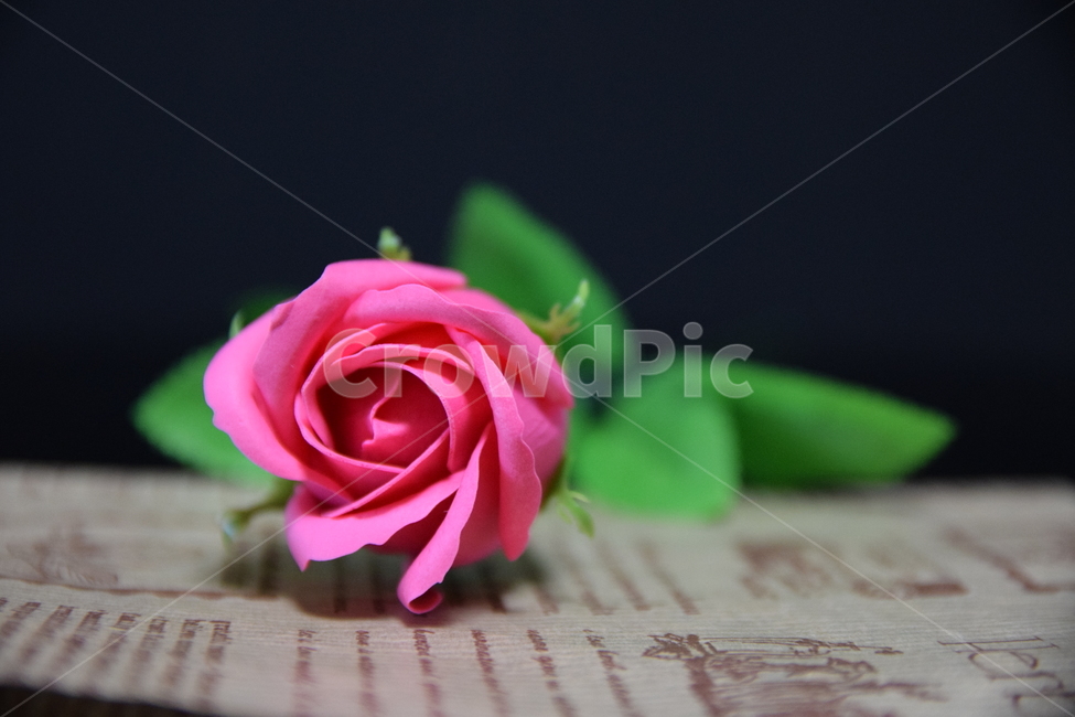 장미,소품,꽃,플라워,rose,핑크,pink,식물,백그라운드,background,디자인소스