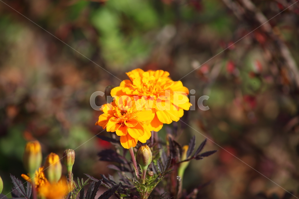 메리골드,꽃,식물,marigold,국화과,만수국,식물,자연,plants,nature,꽃,flower