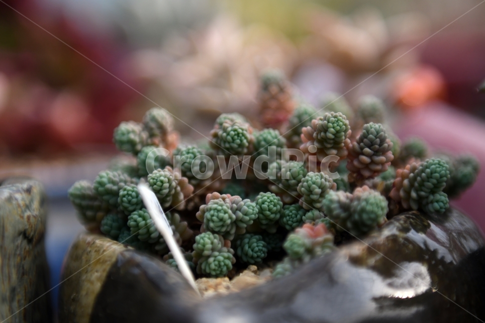 다육이,다육,다육식물,화분,식물,화초,배경,자연,plants,취미,그린,환경,키우기,아름다운,화려한,생명,생활,background,식물,자연,plants,nature