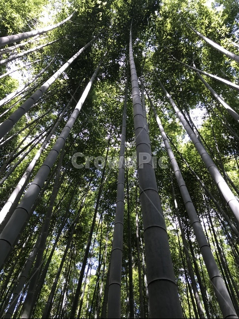 대나무,숲,숲속,대나무숲,교토,일본,아라시아,식물,자연,plants,nature,나무,trees,wood