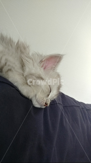 고양이,자는고양이,먼치킨,하얀고양이,페르시안,동물,animal,포유류,mammal,고양이,cat,kitten,kitty