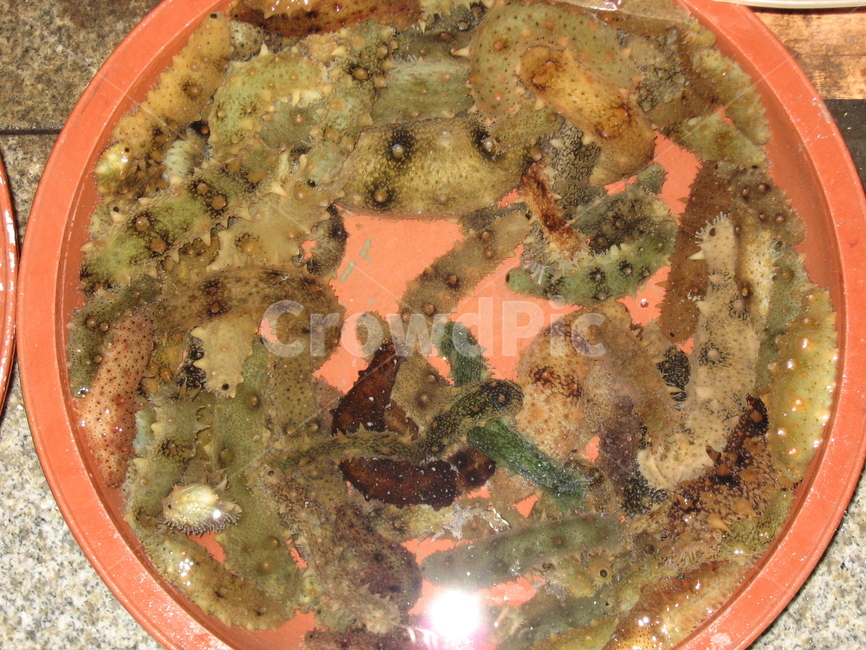 해삼,수산시장,회센타,수산물,food,음식,해산물,재료,자연산,자연산수산물,신선한재료,신선한수산물,수산물,해산물,fishery products,seafood