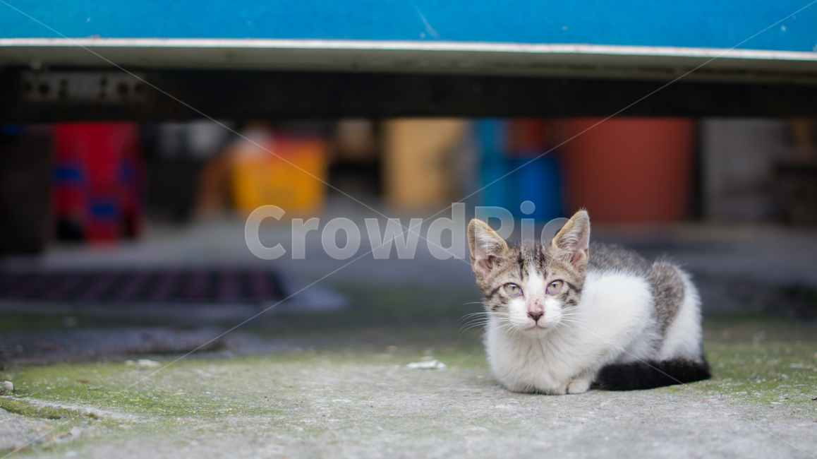 고양이,길고양이,고양이새끼,새끼고양이,포유류,동물,반려동물,애완동물,cat,pet,animal,mammal,kitten,kitty,동물,animal,포유류,mammal,고양이,cat,kitten,kitty