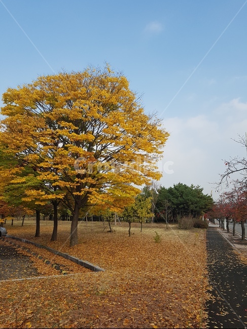 가을,낙옆,길,하늘,침묵,가을,계절,fall,autumn,season,자연,풍경,nature,landscape,tree,나무,plant,식물