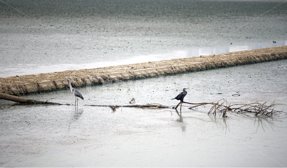 새,조류,철새,호수,풍경,자연,길,자연,풍경,nature,landscape,한국자연풍경,한국자연경관,korea nature landscape,동물,animal,조류,새,birds,bird,waterfowl,물새