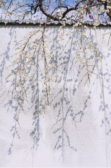 봄,매화,꽃,하늘,자연,봄,계절,spring,season,식물,자연,plants,nature,꽃,flower,감성,sensible,feeling