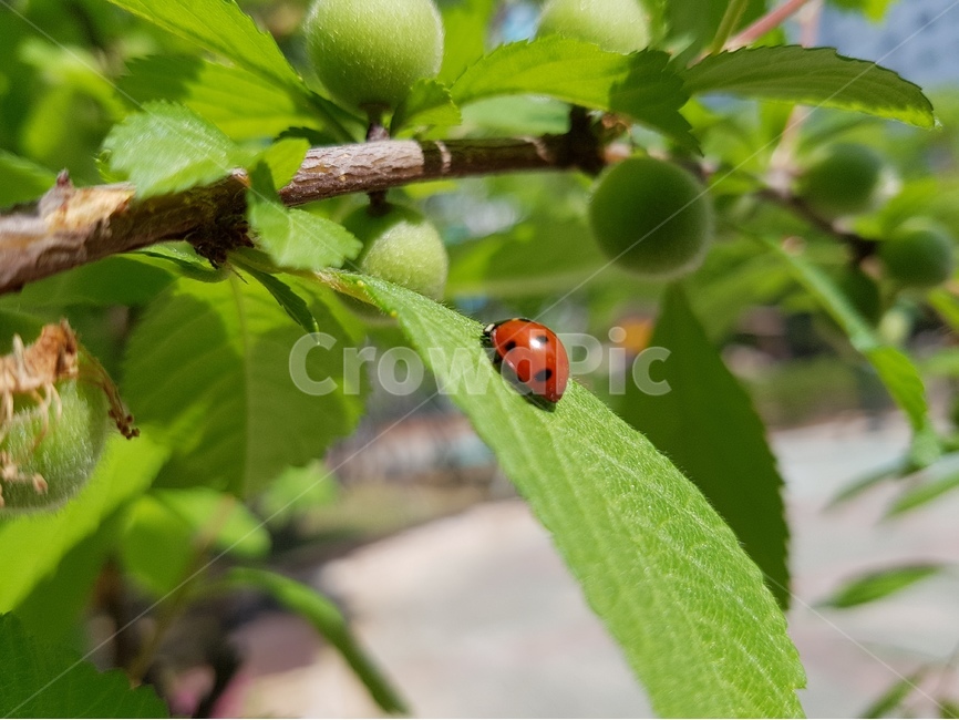 무당벌레,곤충,칠성무당벌레,딱정벌레,해충,익충,Ladybug,동물,animal,곤충,벌레,insect,bug