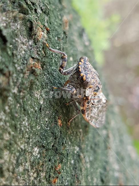 매미,곤충,여름곤충,참매미,벚나무,여름,계절,summer,season,동물,animal,곤충,벌레,insect,bug