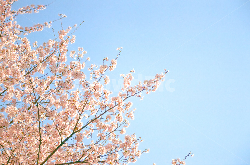 벚꽃,꽃,자연,flower,nature,봄,계절,spring,season,나무,tree