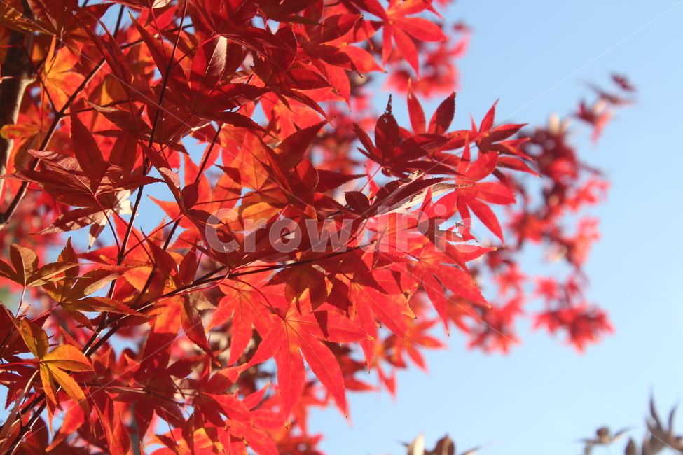 leaf,잎,tree,maple,단풍,가을,계절,fall,autumn,season,plant,식물,나무