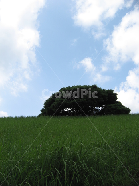 들,목초지,옥외,자연,나무,하늘,구름,field,grassland,nature,countryside,paddyfield