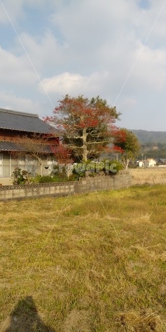 그림자,나무,하늘,풍경,시골,자연,풍경,nature,landscape,plant,식물,tree,building,건물,rural,농촌,outdoors,옥외