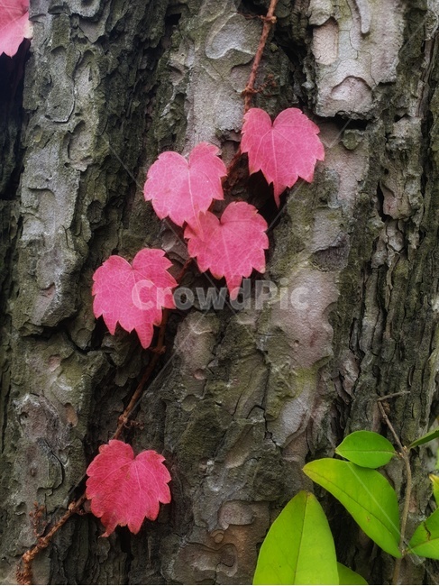 plant,식물,leaf,잎,tree,나무,넝쿨