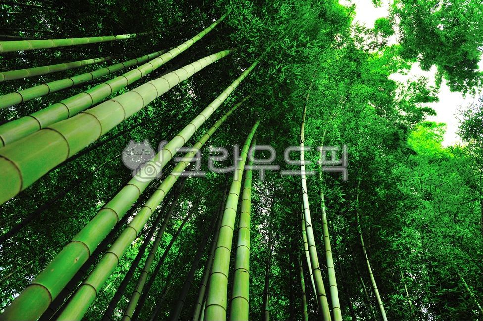 forest,arashiyama,Kyoto,japan,destination,bamboogrove,healing,path,Chikurin,quiet,bamboo forest,green,nature,bambooforest,morning,bamboo,calm,grove,Agreeable,Arashiyama,the air is clear,pathway,tranquility,fresh,serene,walk