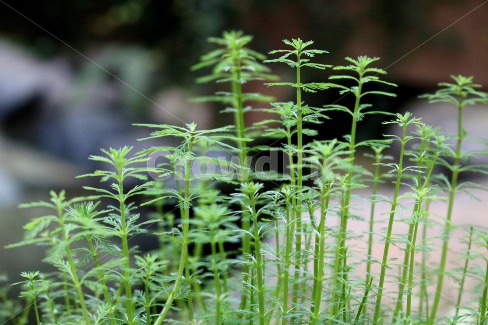 물수세미,수세미,식물,수생식물,개미탑과,자연,식물원,식물,자연,plants,nature