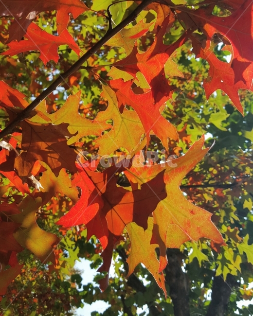 가을,낙엽,나무,햇빛,단풍,햇살,사진,11월,가을,계절,fall,autumn,season,식물,자연,plants,nature,leaf,잎,plant,tree,maple