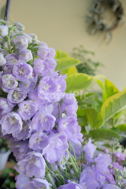 plant,식물,blossom,꽃,flower