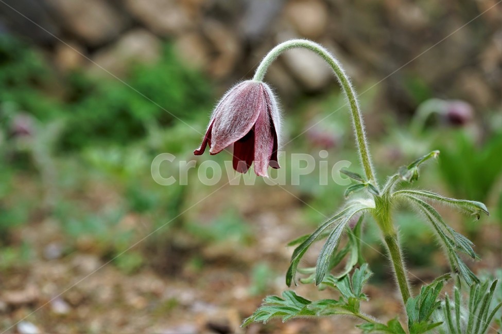할미꽃,솜털,봄,봄꽃,자연,식물,꽃,plant,암술,수술,Pulsatillakoreana,한국특산,백두옹,독초,강장제,화왕계,여러해살이풀,미나리아재비과,쌍떡잎식물,흰털,할머니머리카락,흰머리,노인,꼬부랑,한방약재,할머니