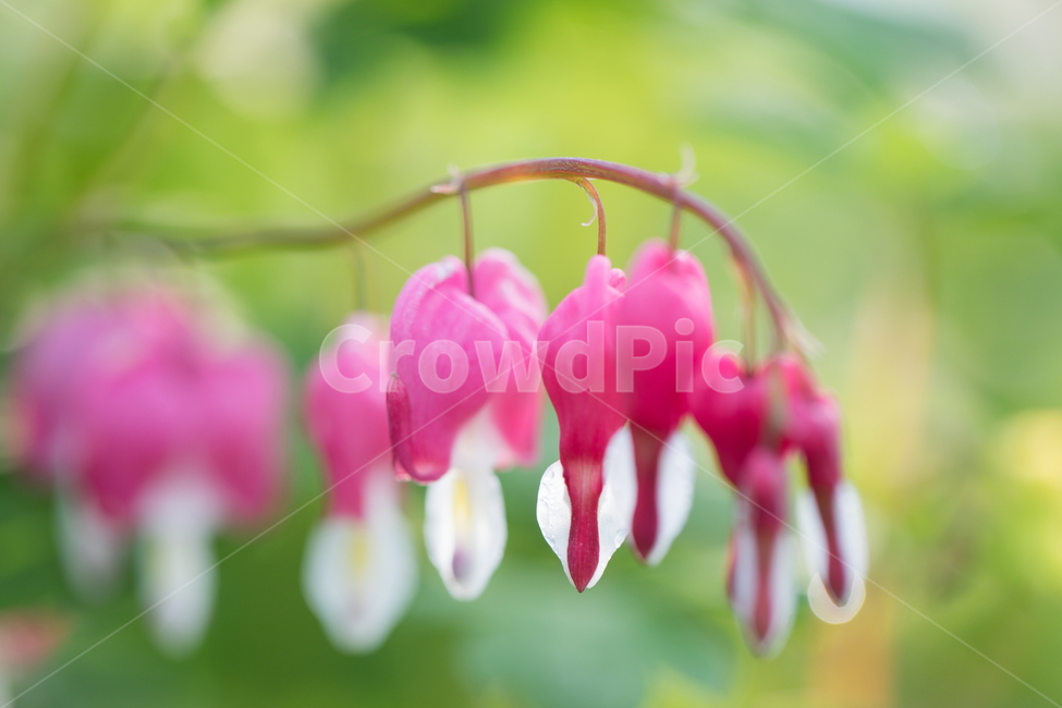 금낭화,꽃,플라워,flower,dicentra,식물,식물,자연,plants,nature,꽃,flower