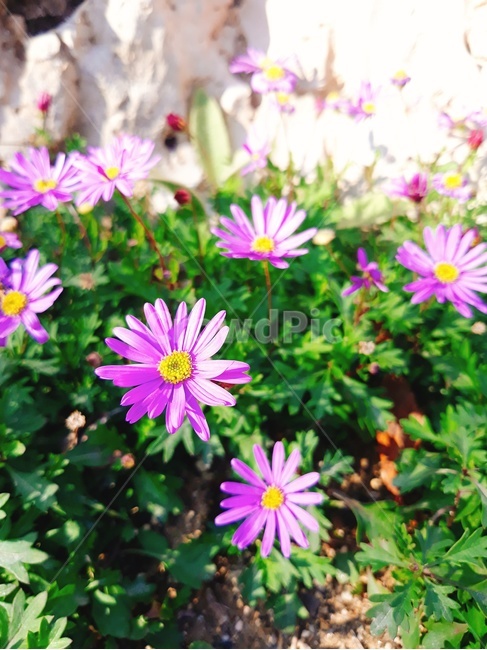보라색꽃,식물,plant,자연,nature,돌,보라,꽃,flower,식물,자연,plants,nature