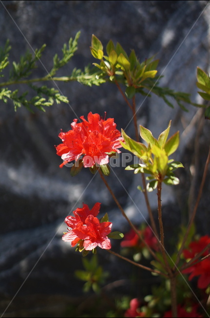 영산홍,빨강,빛,연두잎,정열,식물,자연,plants,nature,꽃,flower