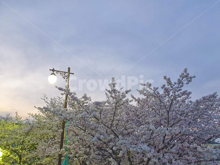 nature,자연,벚꽃,cherryblossom,꽃,flower,봄,봄꽃