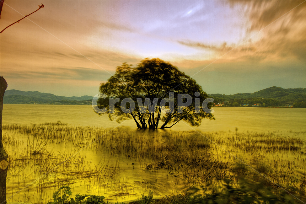 outdoors,옥외,nature,자연,land,땅,plant,식물,tree,나무,water,물,강,예당호,황금나무,자연,풍경,nature,landscape
