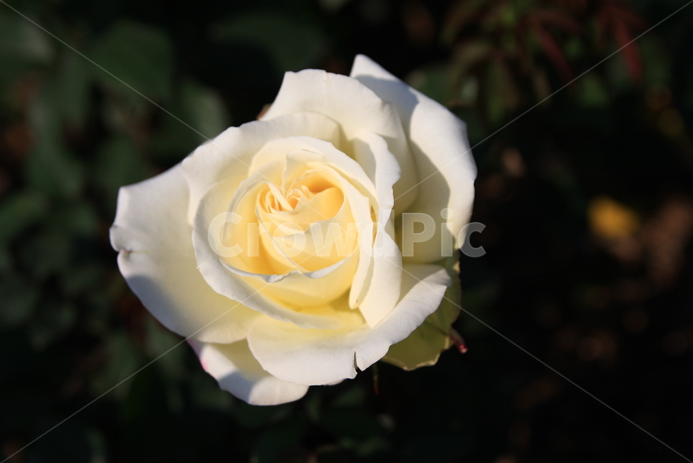 장미축제,장미,꽃,오월,rose,장미향기,공원에핀장미,봄의꽃,봄꽃,장미꽃,봄,계절,spring,season,식물,자연,plants,nature,꽃,flower,blossom,plant
