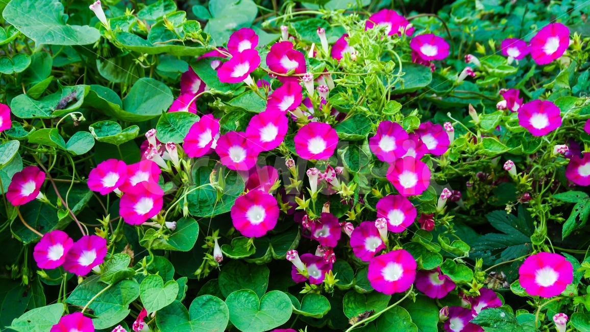꽃,풍경,꽃밭,풀,정원,잔디,공원,나팔꽃,보라,식물,자연,plants,nature,꽃,flower