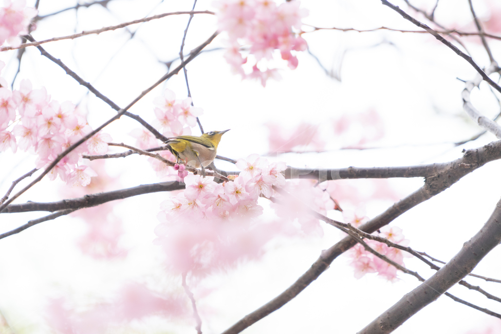 봄,벚꽃,새,조류,자연,봄꽃,핑크,봄,계절,spring,season,식물,자연,plants,nature,꽃,flower,동물,animal,조류,새,birds,plant,cherry blossom,blossom