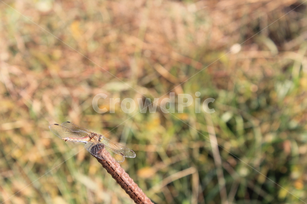 가을,잠자리,dragonfly,autumn,fall,동물,animal,곤충,벌레,insect,bug